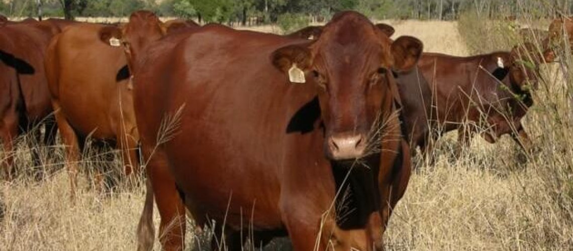 Beef-cattle-Qld-leucaena-mine-web